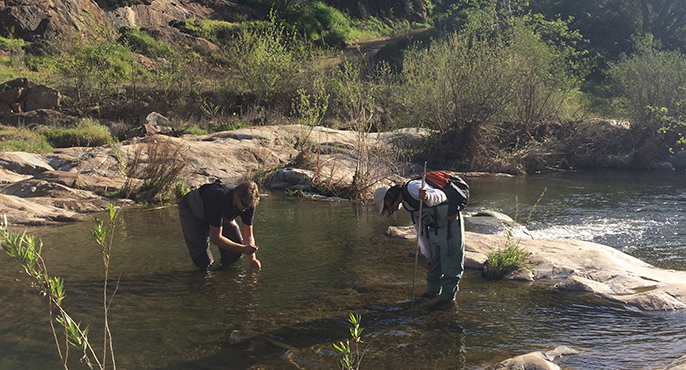 A two-member field crew wades into a shallow area of the Santa Margarita River to collect samples during a eutrophication event.