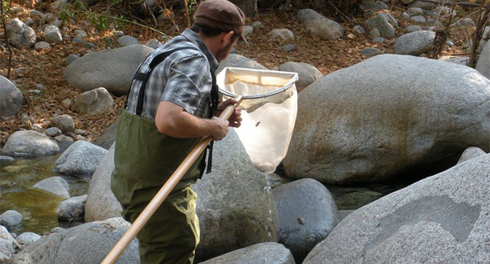 A field researcher wearing protective waterproof overalls wades into a streambed to collect samples using a mesh net attached to a long pole.