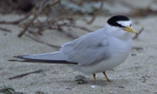 Bioaccumulation study informs health risks from sediment