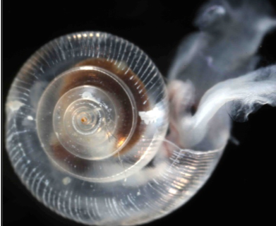 Puget Sound study shows coastal estuaries could be impacted by acidification