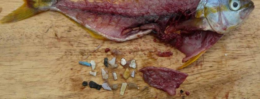 Science workshop to jump-start planning for microplastics monitoring in California