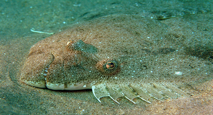 A California halibut resting on the sandy seafloor blends in with its surroundings.