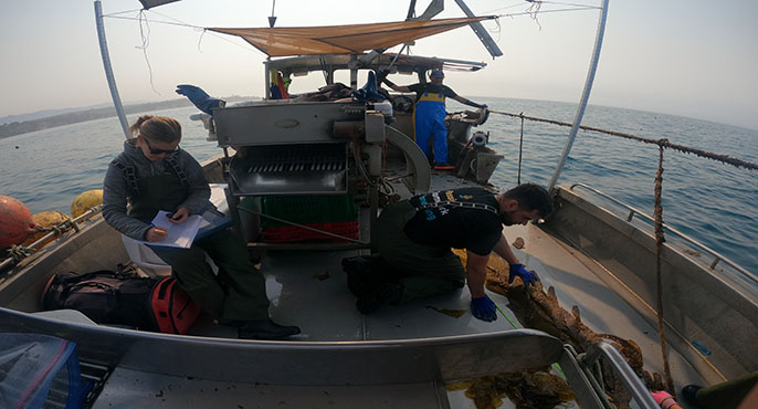 A field crew on a research vessel retrieves and examines kelp that has been growing on ropes off the coast of Santa Barbara.