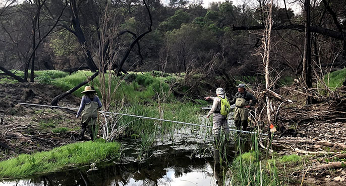 Three field researchers acquire intercalibration data from a vegetated stream in Agoura Hills.