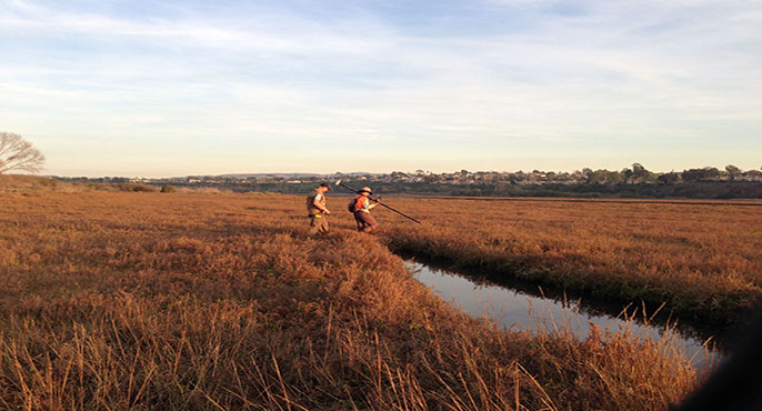 Two researchers walk through grassy vegetation in a wetland in Newport Bay to collect data.