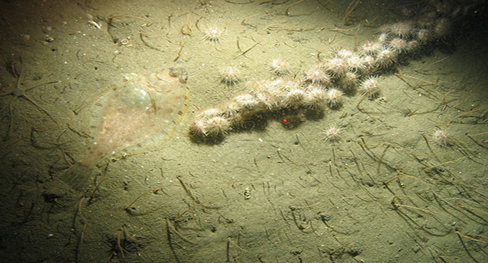 A row of white sea urchins and a flatfish rest on seafloor sediment.