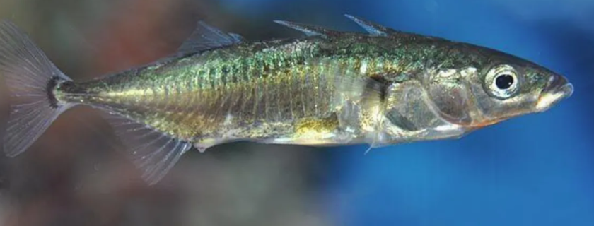 The unarmored three spine stickleback is an endangered fish found in the upper Santa Clara River, a shallow stream that is vulnerable to warming temperatures. An expert panel is exploring how different combinations of nature-based solutions could be used to mitigate increased water temperatures in Southern California streams where treated wastewater effluent is discharged. (Photo credit: U.S. Fish and Wildlife Service)