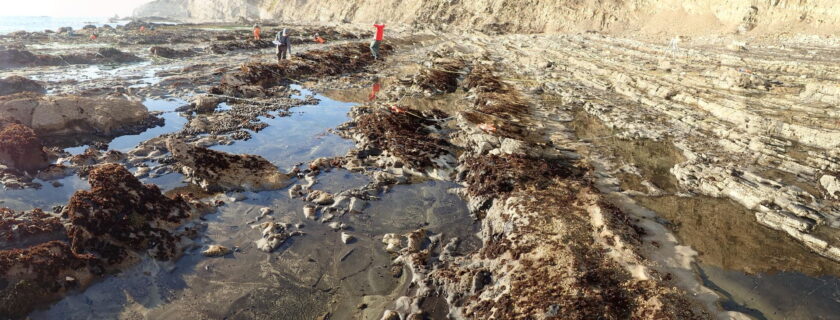 Researchers have kicked off the first large-scale, coordinated effort in California to build a comprehensive library of genetic identifying information for thousands of species in California’s coastal intertidal areas, including for the intertidal habitat at Point Conception in Santa Barbara County, above. DNA reference libraries incomplete and uneven across species and habitats, limiting managers’ ability to use DNA-based methods to monitor all species of interest. (Courtesy of Multi-Agency Rocky Intertidal Network (MARINe), UC Santa Cruz )