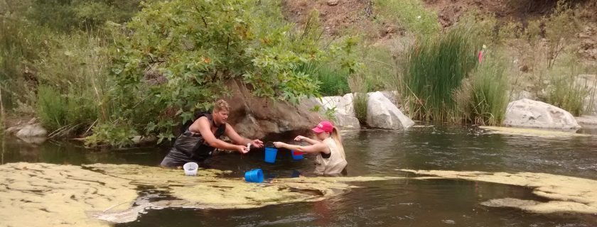 SCCWRP’s Justin Vanderwal and Lisa Zumwalde wade into the Santa Margarita River to collect samples of greenish algal blooms. SCCWRP and its partners are sampling the Santa Margarita River algae through a full boom-and-bust seasonal cycle, which will provide key insights into whether DNA-based methods can reliably be used to identify the algal species present.