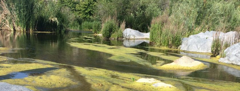 Macroalgal work being used to draft updated nutrient TMDL for Santa Margarita River Estuary