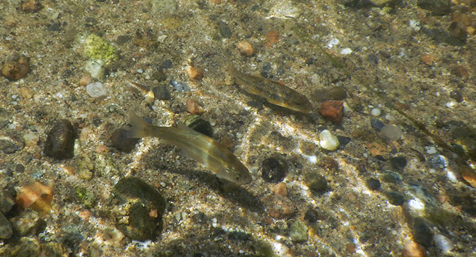 Two small fish - the arroyo chub and the Santa Ana sucker - swim in shallow stream waters just above a gravel-filled streambed.