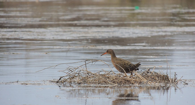 A Ridgway's rail bird tends to its nest at Orange County's Seal Beach National Wildlife Refuge; the nest looks like an island surrounded almost entirely by high tides.