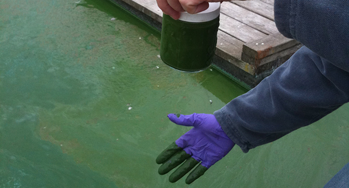 A researcher's gloved hand is stained green after being submerged in a lake that is experiencing a cyanobacterial bloom.