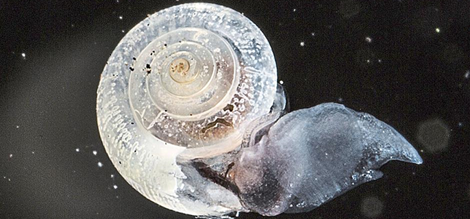 Expert panel urges action on West Coast ocean acidification