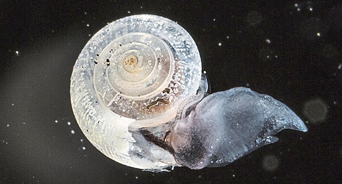 A pteropod is shown under a scanning electron microscope with pits and ridges on its shell as a result of unfavorable seawater pH conditions; the pits and ridges appear as white marks.