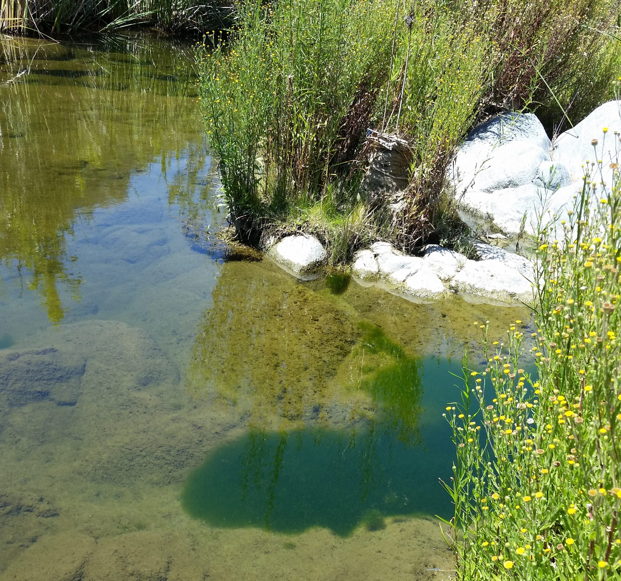 Santa Margarita River Southern California Coastal Water Research Project