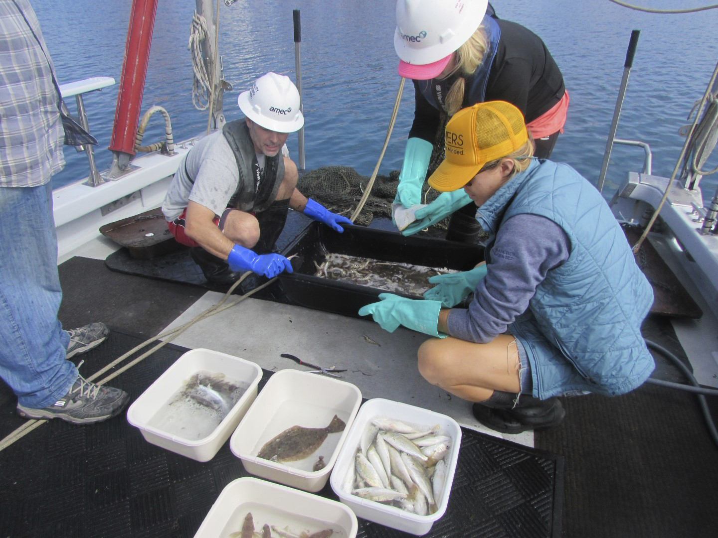 Fish Sampling Southern California Coastal Water Research Project