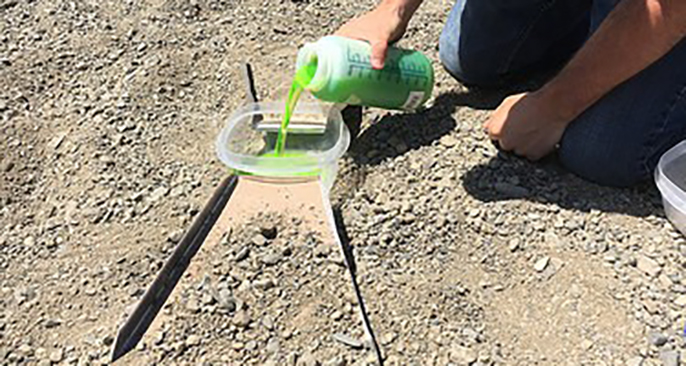 A researcher pours a sticky green substance into a plastic container on top of a dry stream bed to capture terrestrial arthropods. 