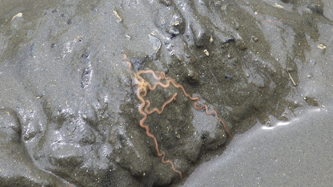 Orange-colored burrowing worms are visible in sediment that has been retrieved from the coastal seafloor.