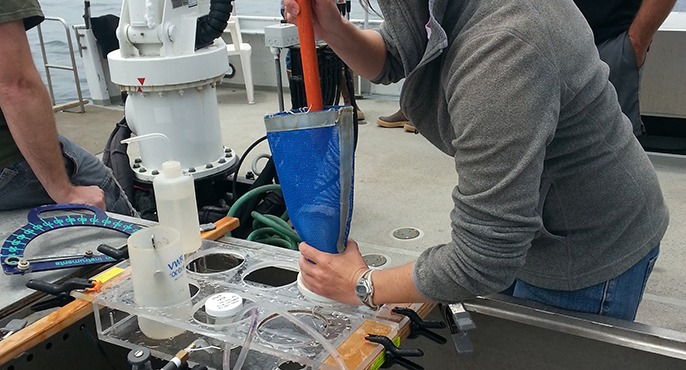 A field researcher standing on a research vessel extracts the eggs and larvae of fish from a blue-meshed sampling net that was towed through coastal waters.