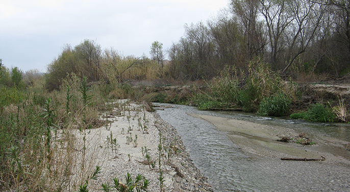 Water flows through a stream surrounded by vegetation.