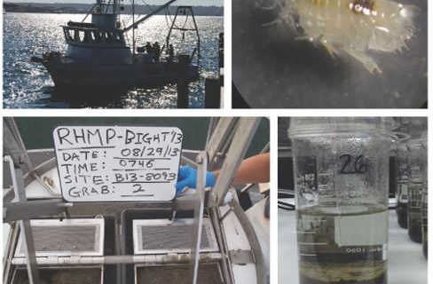 Bight ’13 toxicity sampling begins with collecting grab samples in summer 2013 (top left and bottom left), then exposing amphipods (top right) to a layer of surface sediment in a beaker (bottom right) to study their survival rates.