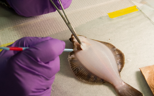 A hornyhead turbot is dissected to remove the liver for analysis. SCCWRP has found in a proof-of-concept study that the gene expression patterns of this fish change as they are exposed to different pollutants.