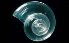 Acidification of West Coast ocean waters is making it harder for marine organisms like the pteropod, or sea snail, above, to maintain its calcium carbonate shell. This is the shell of a healthy pteropod.