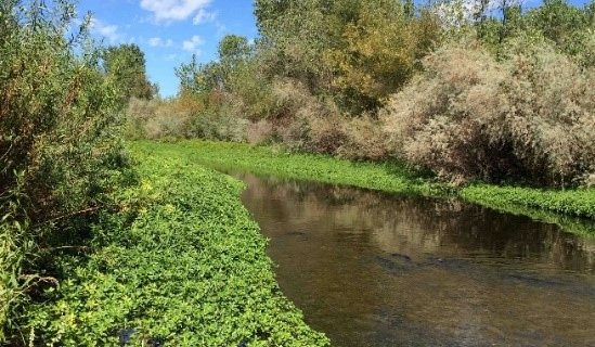 Water-quality managers need rapid, cost-effective tools to alert them when contamination has the potential to adversely impact fish growth and survival. Above, the Russian River in Northern California is one site where SCCWRP and its partners are testing the utility of using cell bioassays to screen for potential biological effects triggered by CECs.