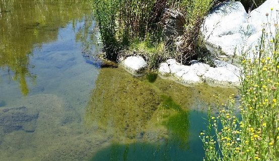 Multiple varieties of algal matter cover the rocky floor of the Santa Margarita River watershed near Temecula. The science plan that SCCWRP and its partners have written to support development of statewide nutrient objectives is intended to limit nutrient inputs that are triggering eutrophication in wadeable streams statewide
