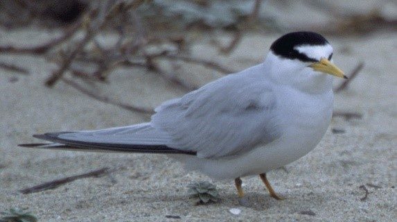 Eggs from the California least tern have been collected in San Diego Bay as part of a bioaccumulation study that seeks to understand how contaminants are transferred through the food web. Scientists plan to publish the study in summer 2016.