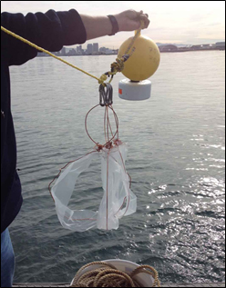 A passive sampling device consisting of rings of polyethylene sheets is deployed into San Diego Bay on a mooring. The device, which measures the concentration of legacy contaminants like PCBs and DDTs in the water column, is being used for a study examining the origins of contaminants found in San Diego Bay fish.