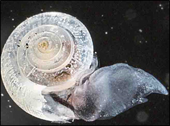 Pteropods, or sea snails, are sentinel indicators of the biological impacts of ocean acidification. SCCWRP is taking part in a study to assess the vulnerability of pteropods and other marine calcifying communities to ocean acidification in the Pacific Northwest’s Salish Sea.