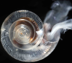 Pteropods, or sea snails, are sentinel indicators of the biological impacts of ocean acidification. SCCWRP is taking part in a study examining whether acidification is triggering shell dissolution in the Beaufort Sea near the Arctic Circle.