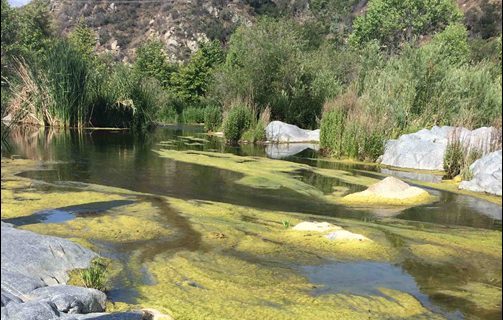 The Santa Margarita River watershed has been grappling with algae proliferation and low dissolved oxygen levels as a result of excess nutrient inputs. Researchers are assembling a suite of models to establish scientifically defensible nutrient loading targets intended to protect the lower watershed from these bloom events.