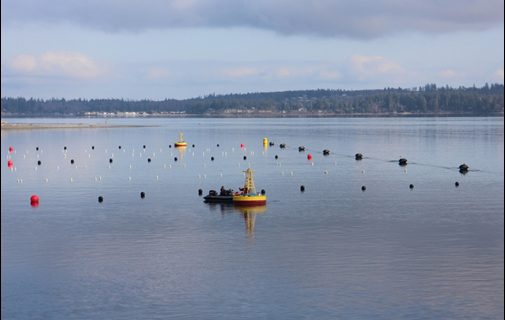 In Washington’s Puget Sound, researchers have cultivated an underwater kelp forest – demarcated by floating buoys in the photo above – to assess whether kelp forests could alleviate the corrosive impacts of ocean acidification on vulnerable marine animals.
