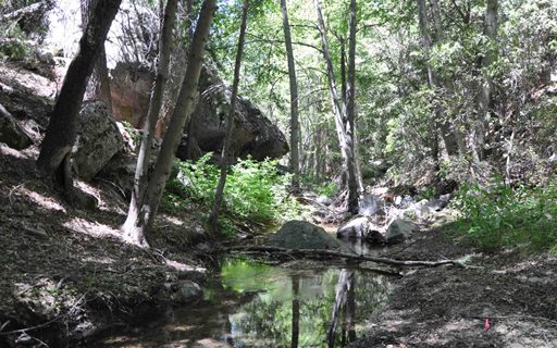 The physical habitat of the North Fork of Riverside County’s San Jacinto River is characterized by boulders, woody debris and diversity of substrate particles. A new scoring tool enables watershed managers to quantitatively assess the physical habitat condition of such sites.