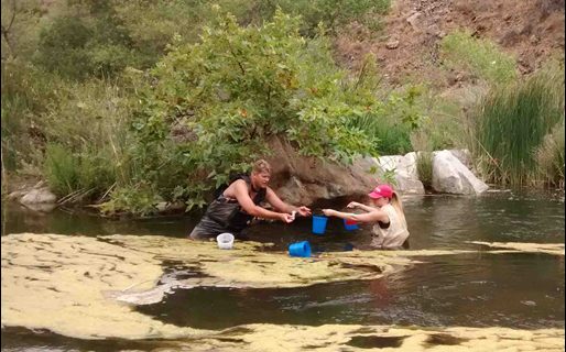 A SCCWRP field crew collects algae samples in the Santa Margarita River, which spans Riverside and northern San Diego Counties. The State Water Board has published draft versions of a suite of technical reports, journal manuscripts and tools co-authored by SCCWRP that will serve as the technical foundation for developing a statewide policy that protects the biological integrity of wadeable streams from the impacts of eutrophication and other stressors.