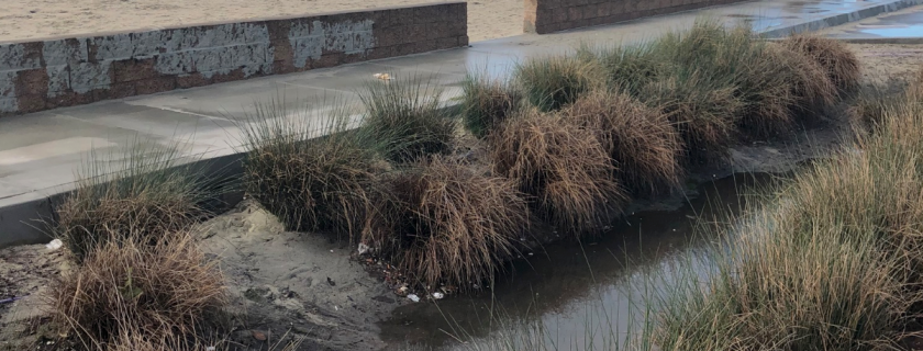 A vegetated swale that abuts the shoreline in Long Beach filters and removes stormwater contaminants, helping to protect beach water quality. Researchers have developed a new tool for predicting stormwater BMP effectiveness.