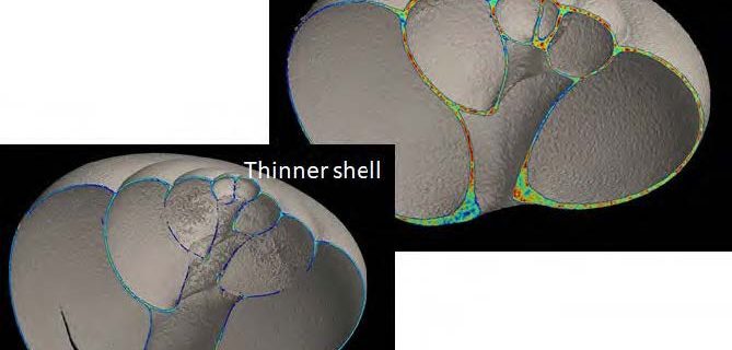 Study underscores complexity of predicting acidification’s impacts on marine organisms
