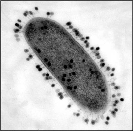 A large, oval-shaped E. coli cell, which is shown under microscope magnification, is surrounded by dozens of tiny coliphage viruses that have attached to its exterior.