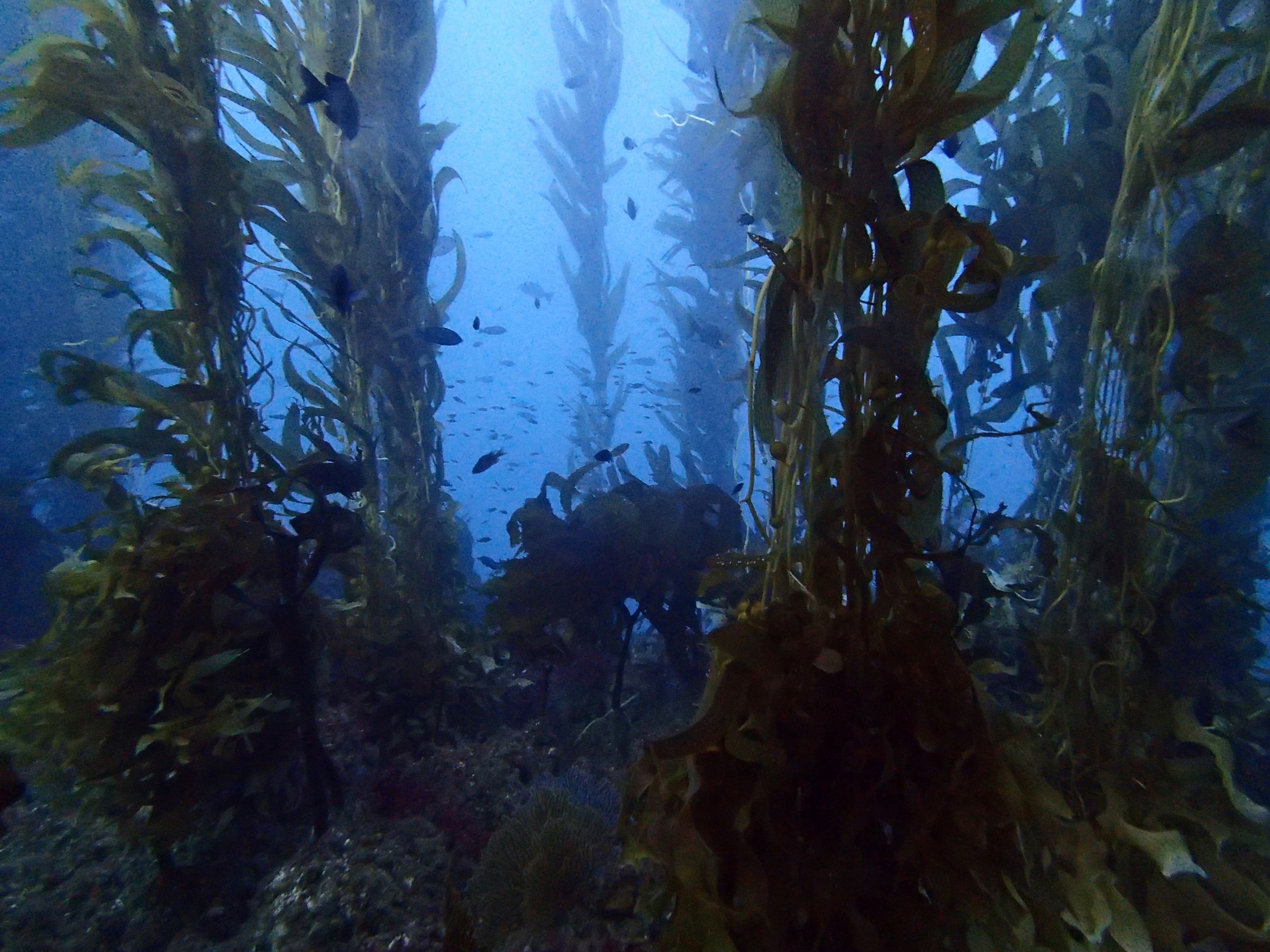 Towering kelp plants grow from the ocean floor in this underwater photo of a Southern California kelp forest, with a variety of small fish swimming through the area. 