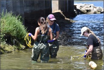 Second phase launched for Newport Bay study revisiting shellfish water-quality standard