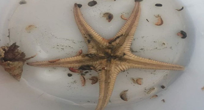 Sediment-dwelling organisms, including a small starfish and small hermit crab, are isolated from sediment samples so their tissue can be analyzed for HAB toxins. 