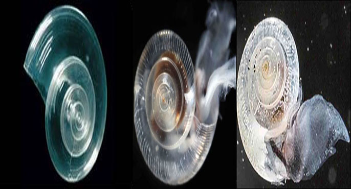 Three images of pteropods under a scanning electron microscope in varying degrees of health: Left, a sea snail with a healthy shell that appears smooth and translucent. Center, a sea snail with mild shell dissolution that appears as white-colored pit marks, holes and ridges. Right,  a sea snail with moderate shell dissolution. 
