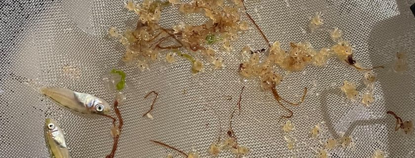 : Tiny sea snails known as pteropods,
which are collected using a plankton tow net, have
provided some of the earliest signs of the ecological
effects of ocean acidification and hypoxia in
California coastal waters. An independent expert
panel has been convened to review the body of
science that predicts how these ecological effects
will intensify in the coming years.