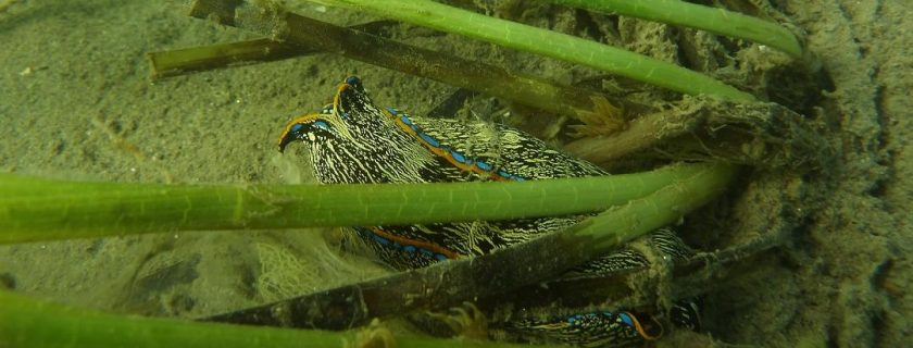 A nudibranch nestles in an eelgrass bed in Newport Bay. The Southern California Bight 2023 Regional Monitoring Program has completed field sampling for a first-of-its-kind survey evaluating the health of the region’s eelgrass beds based on their ecological functioning.