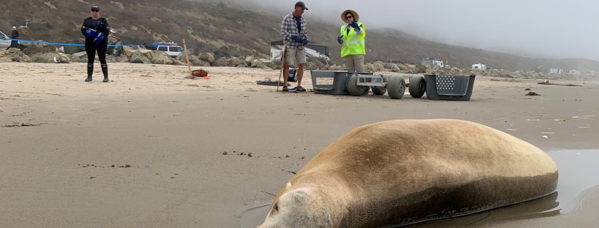 A rescue crew prepares to transport a sea lion stranded on the beach as a result of domoic acid poisoning to a rehabilitation center for treatment. SCCWRP and its partners are working to expand and formalize how Southern California monitors toxin-producing harmful algal blooms (HABs) that can sicken and kill sea lions and other marine mammals. (Courtesy of Channel Islands Marine & Wildlife Institute / Note: Rescue activities conducted under a stranding agreement with the National Oceanic and Atmospheric Administration)