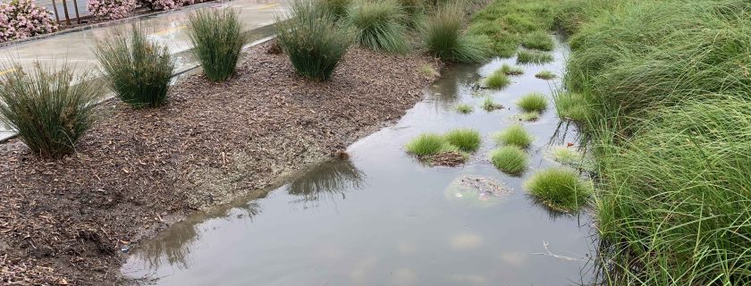 A bioswale that runs along the side of a roadway in Orange County collects and treats stormwater runoff. SCCWRP has developed a scoring tool known as the Multi-Metric BMP Performance Index to quantify the performance of structural BMPs and provide insights into whether they are performing at levels that contribute to meeting watershed-specific water-quality goals.