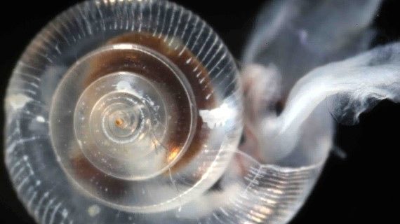 A pteropod, or sea snail, with pit marks on its shell, shows signs of shell dissolution in response to ocean acidification. A stakeholder steering committee has begun working to prioritize recommendations developed as part of an independent review process of a suite of coastal ocean acidification and hypoxia modeling tools. (Courtesy of National Oceanic and Atmospheric Administration)